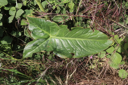 Image of Arum dioscoridis by (c) Edmundas Greimas, some rights reserved (CC BY)