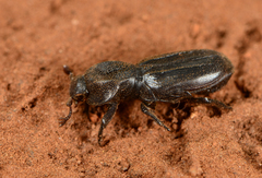 Lecanoderus