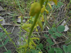 Euphorbia cyparissias