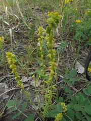 Euphorbia cyparissias
