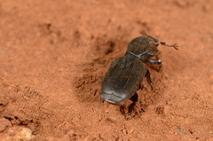 Lecanoderus