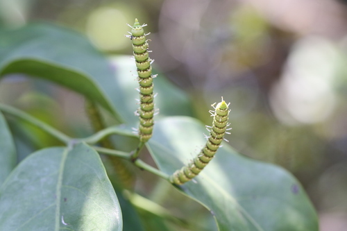 Gnetum luofuense (Gnetum luofuense)