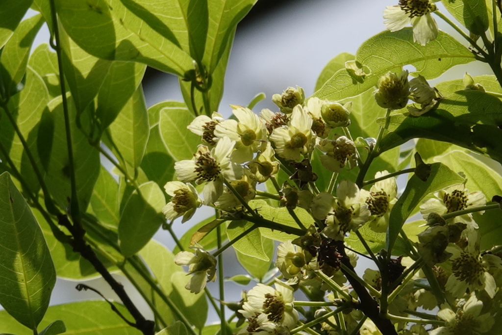 Sloanea dasycarpa (Sloanea dasycarpa)