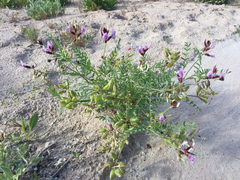 Astragalus preussii