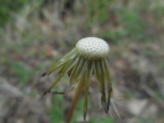 Taraxacum