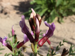 Astragalus preussii
