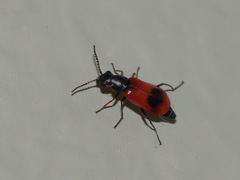 Anthocomus equestris