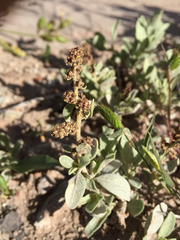 Atriplex gardneri
