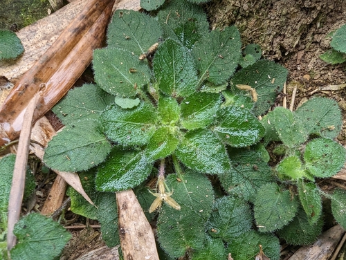 Image of Viola diffusa by (c) 潘立傑 LICHIEH_PAN, some rights reserved (CC BY)