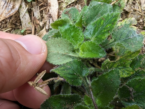 Image of Viola diffusa by (c) 潘立傑 LICHIEH_PAN, some rights reserved (CC BY)