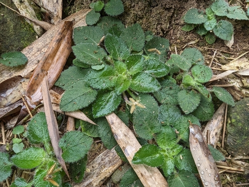 Image of Viola diffusa by (c) 潘立傑 LICHIEH_PAN, some rights reserved (CC BY)