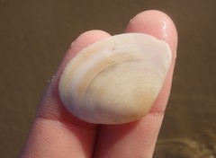 Macomona deltoidalis