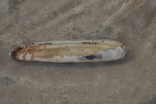 Pod Razor