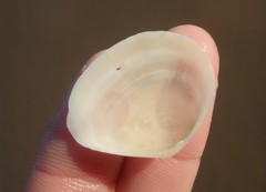 Macomona deltoidalis