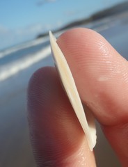 Macomona deltoidalis