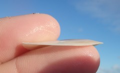 Macomona deltoidalis