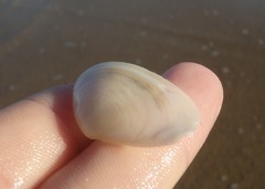 Macomona deltoidalis