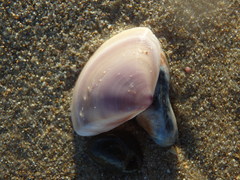 Austromactra contraria