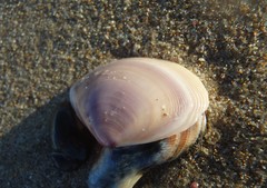 Austromactra contraria