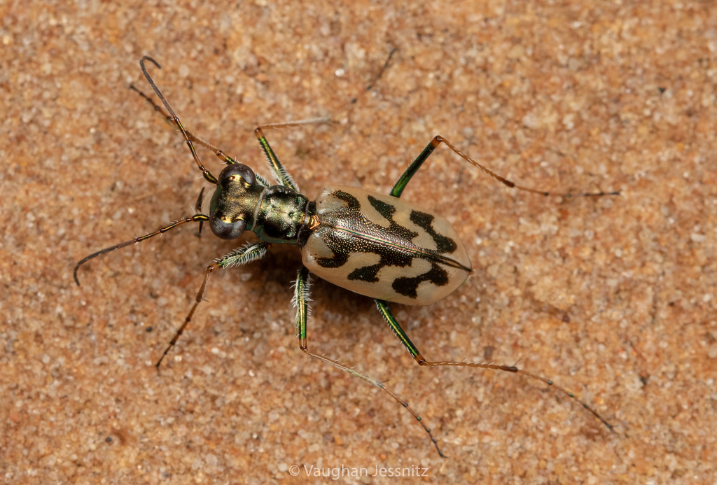 Hypaetha intricata