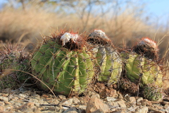 Melocactus curvispinus image