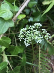 Ligusticum apiifolium