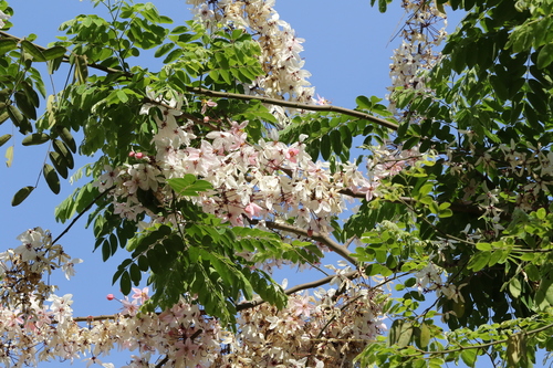 Cassia bakeriana