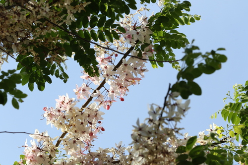 Cassia bakeriana