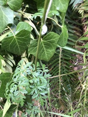 Ligusticum apiifolium
