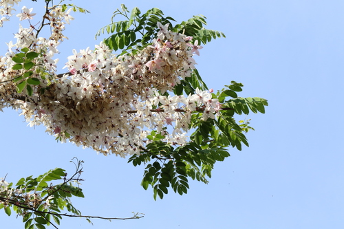 Cassia bakeriana