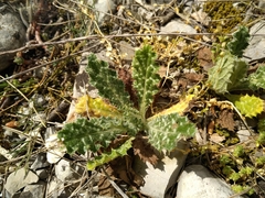 Tyrimnus leucographus