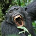 Simpanssi - Photo (c) Hélène Maire, osa oikeuksista pidätetään (CC BY-NC), lähettänyt Hélène Maire