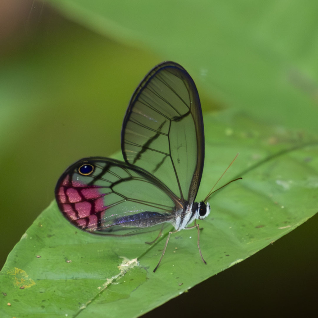 Cithaerias pyritosa