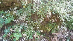 Micranthes virginiensis