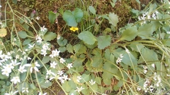 Micranthes virginiensis