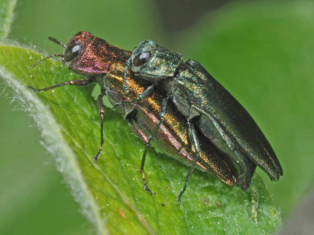 Flatheaded Wood Borer