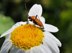 Calocoris nemoralis