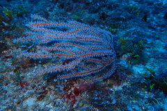 Subergorgia suberosa