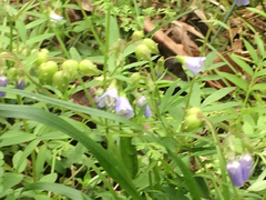 Polemonium reptans