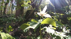 Trillium simile