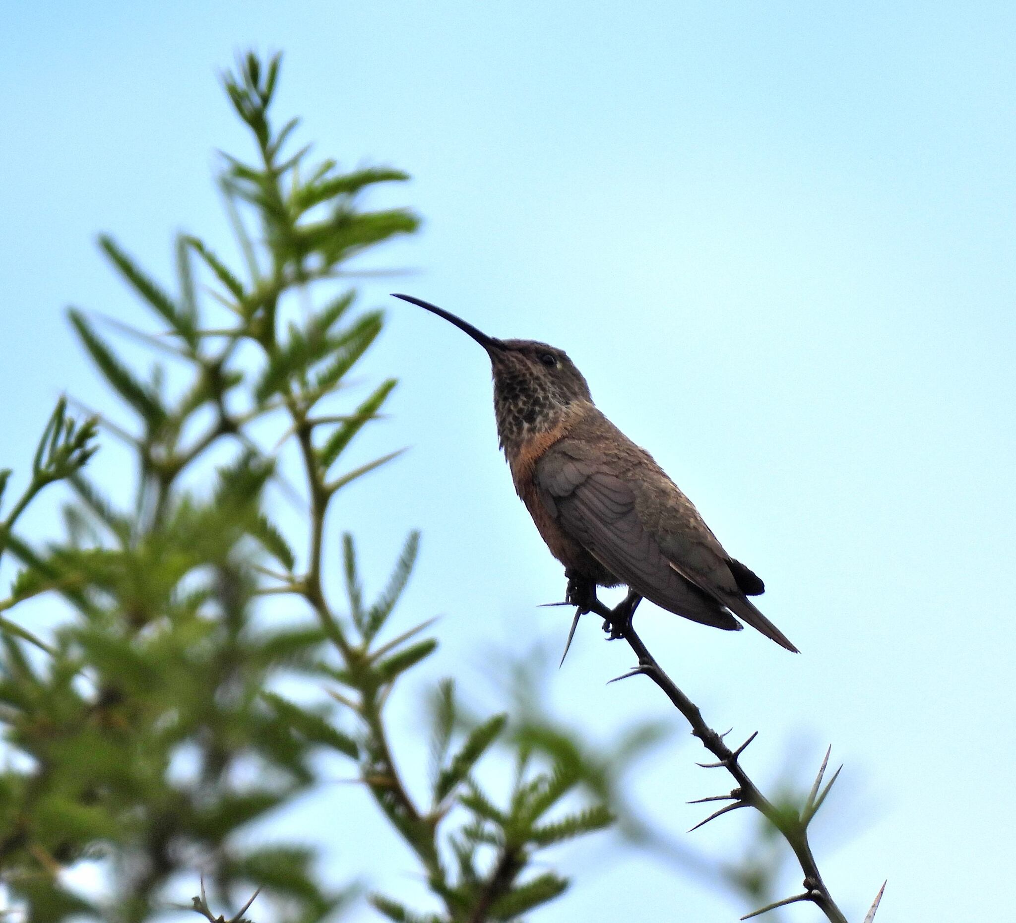 Wedge-tailed Hillstar (Oreotrochilus adela), photo 10