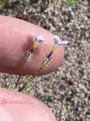Gilia sinuata