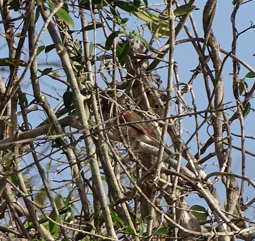 Red-shouldered Vanga (Calicalicus rufocarpalis), photo 2