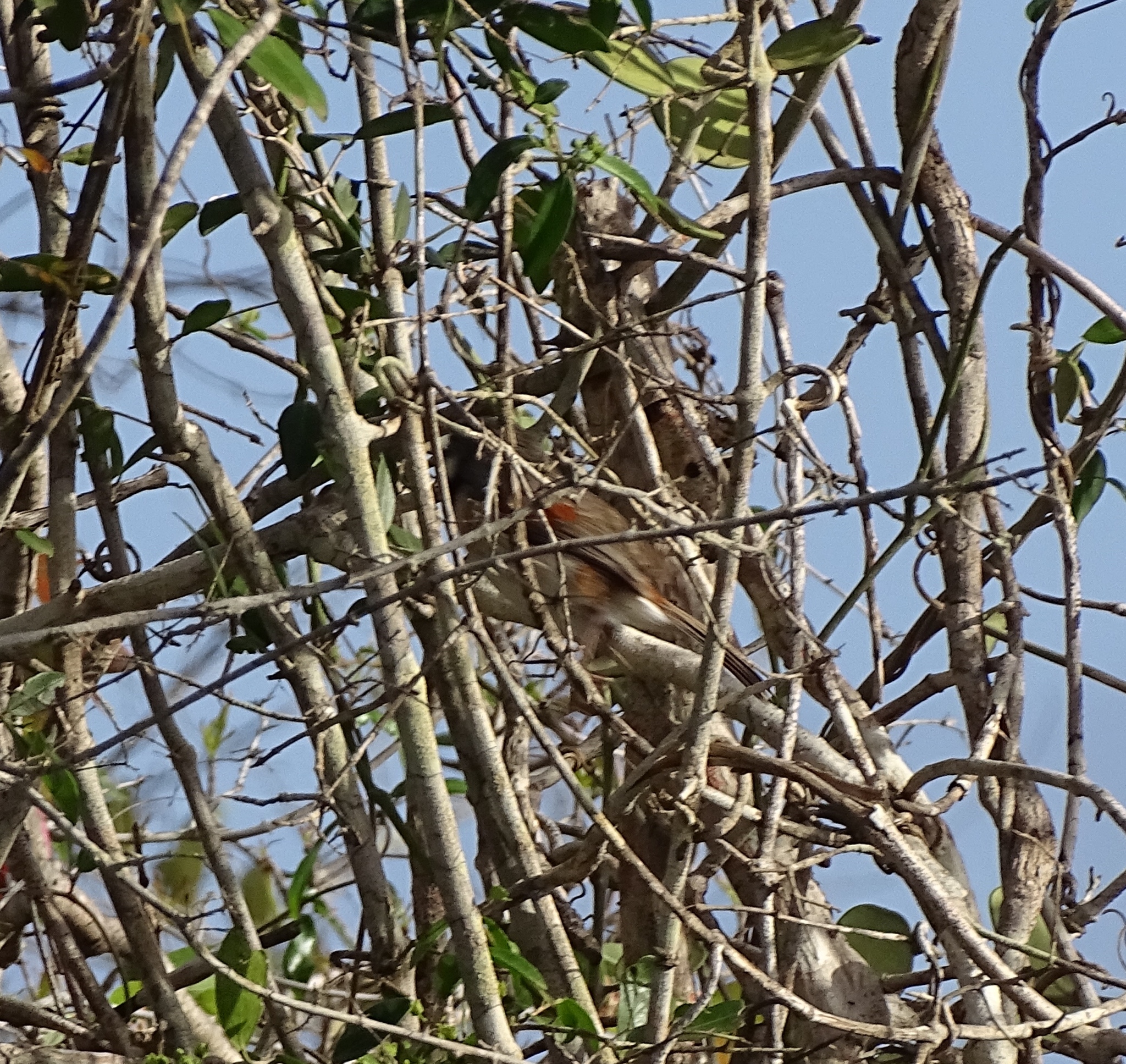 Red-shouldered Vanga (Calicalicus rufocarpalis), photo 2