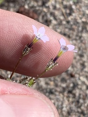 Gilia sinuata
