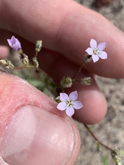 Gilia sinuata