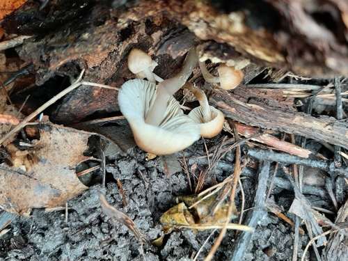 Mycena inclinata