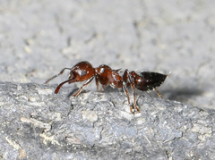 Crematogaster pilosa