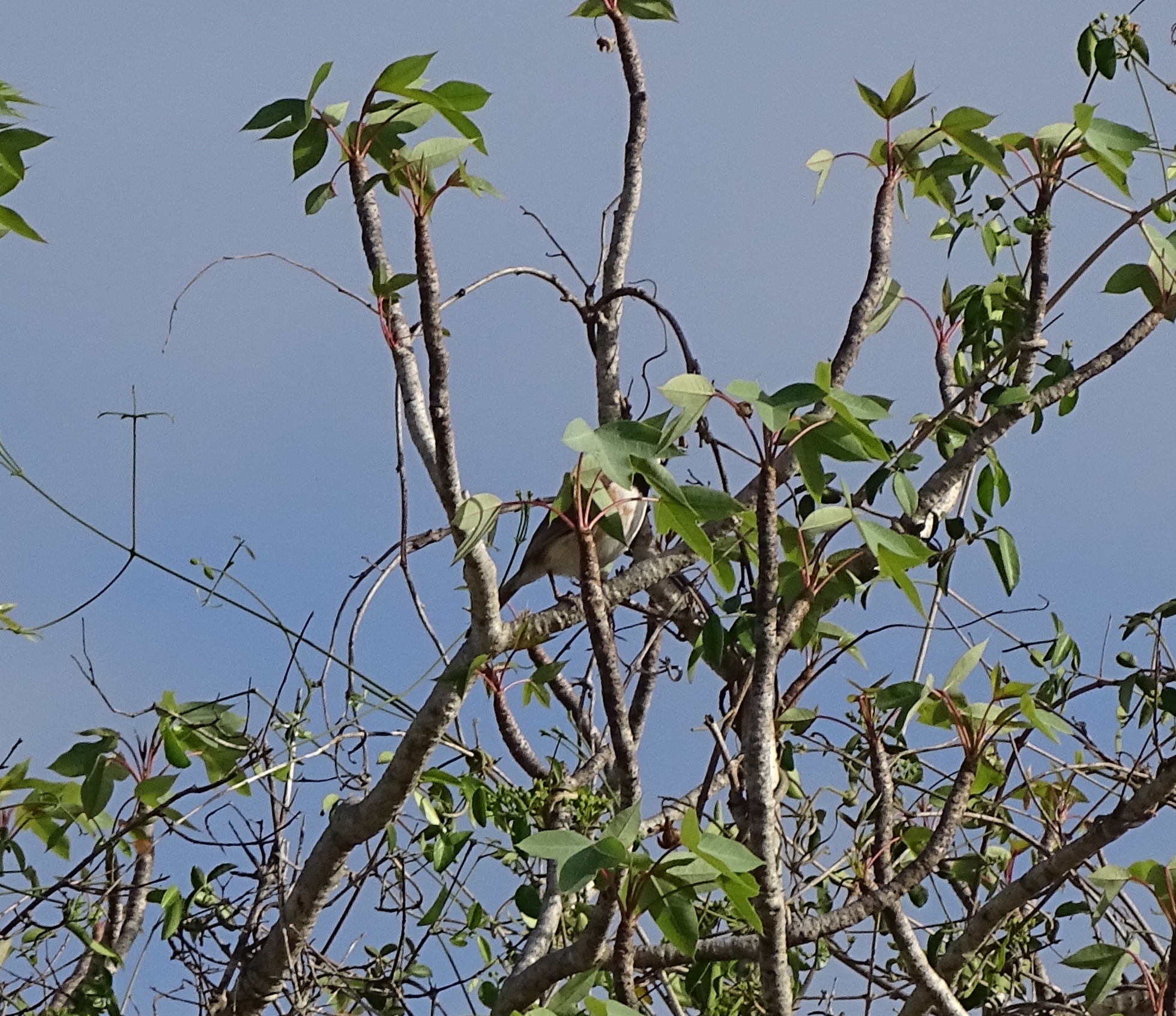 Red-shouldered Vanga (Calicalicus rufocarpalis), photo 3