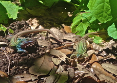 Aspidoscelis gularis